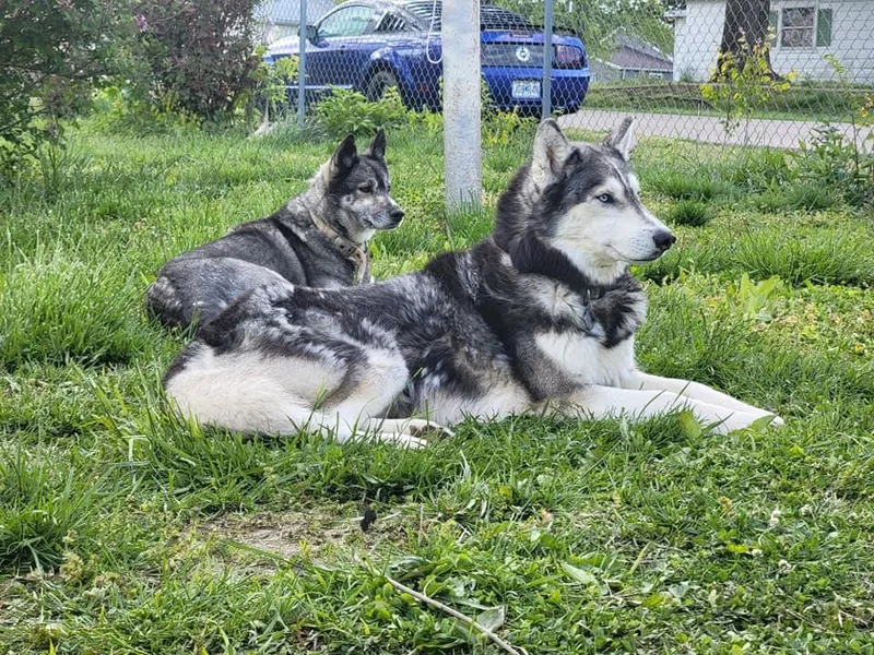 Current River Siberians