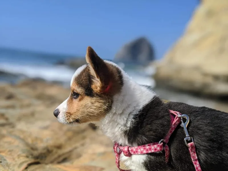 Currin Corgis photo 1