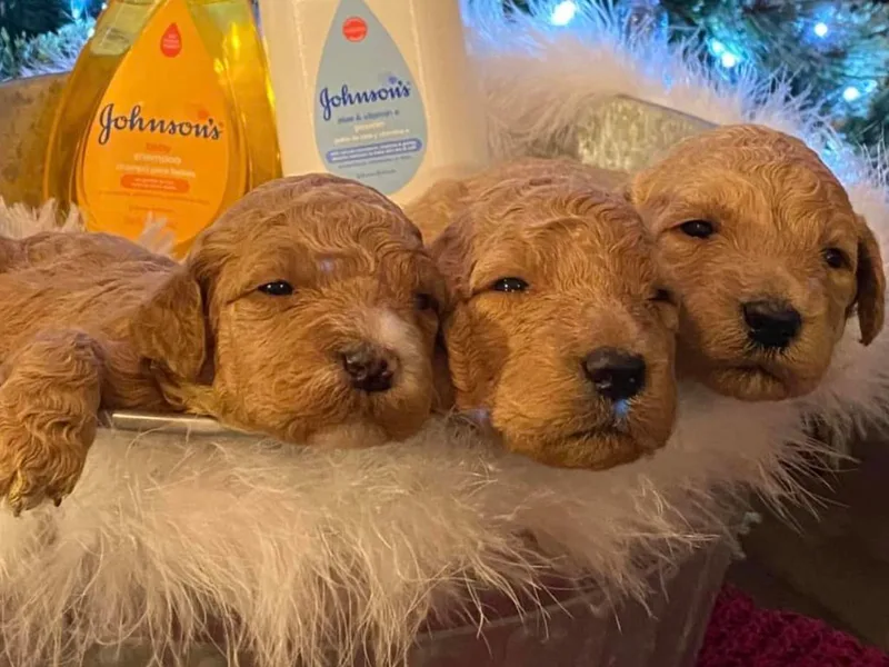 Curry Creek Doodle Farm