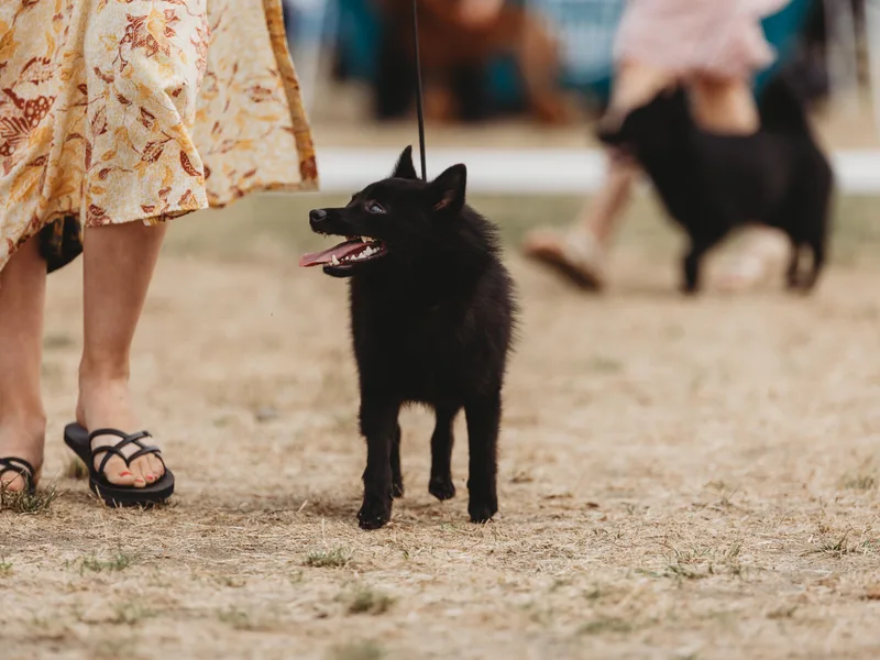 Curtin Creek Schipperkes