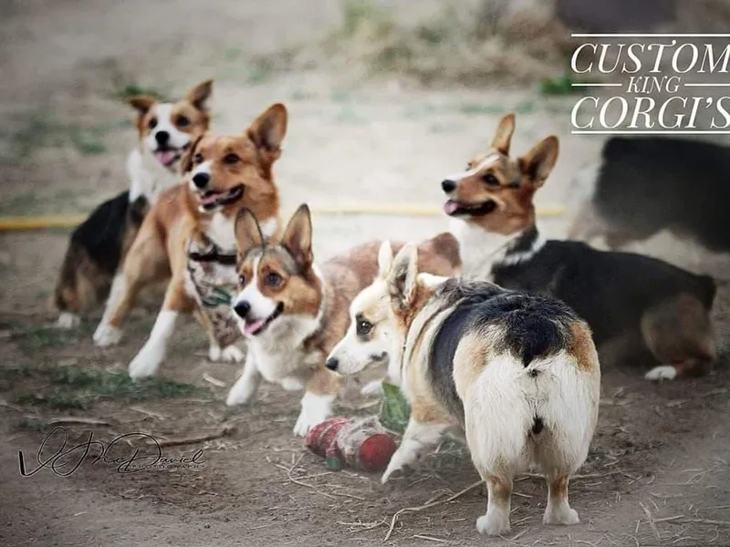 Custom King Corgi