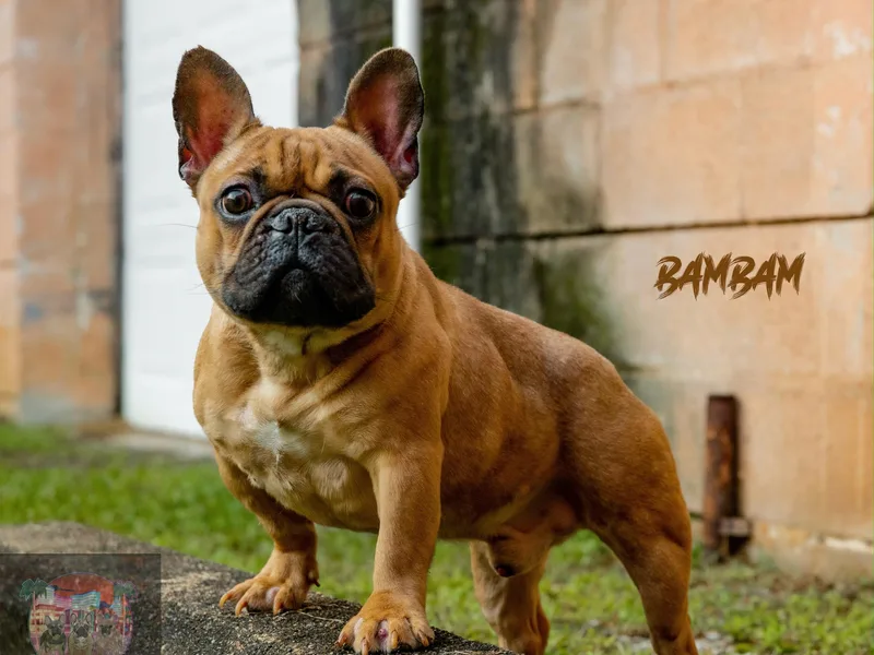 Custom Made Frenchies LLC