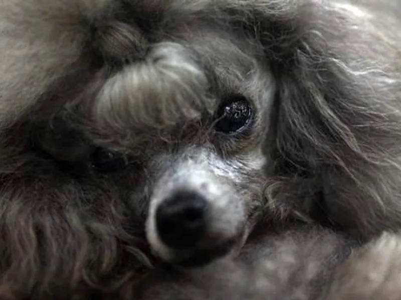 Custom Poodles photo 1