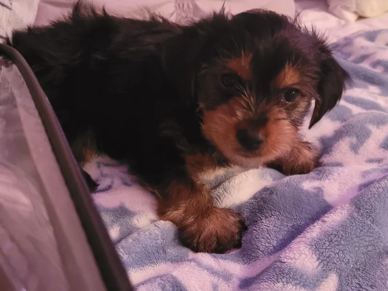 Cute A55 Yorkshire Terriers