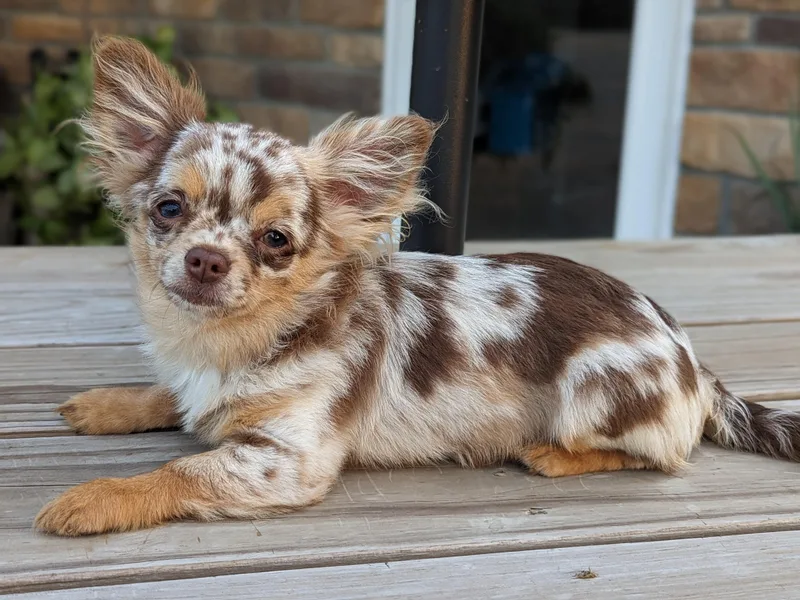 Cute As A Cupcake Chihuahuas