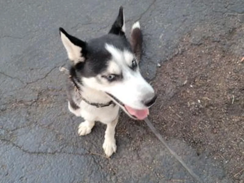 Cute Canines &amp; Corp