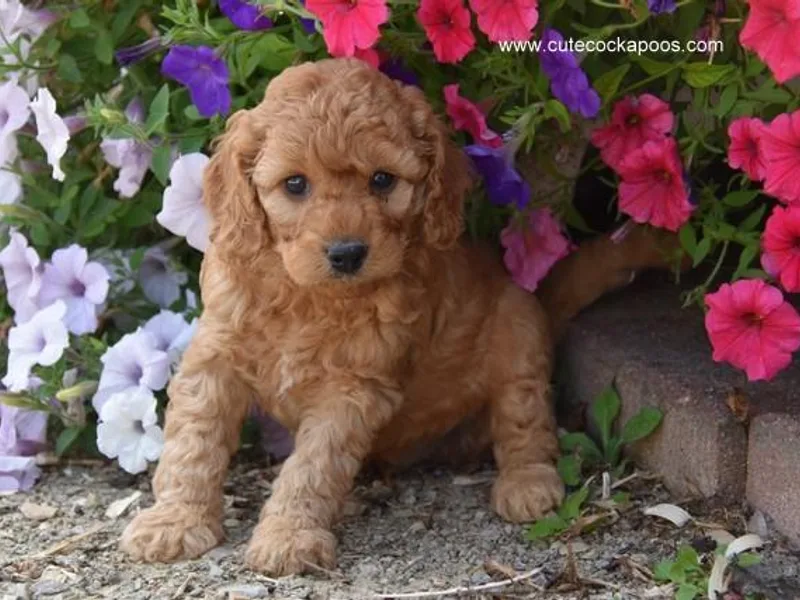 Cute Cockapoos