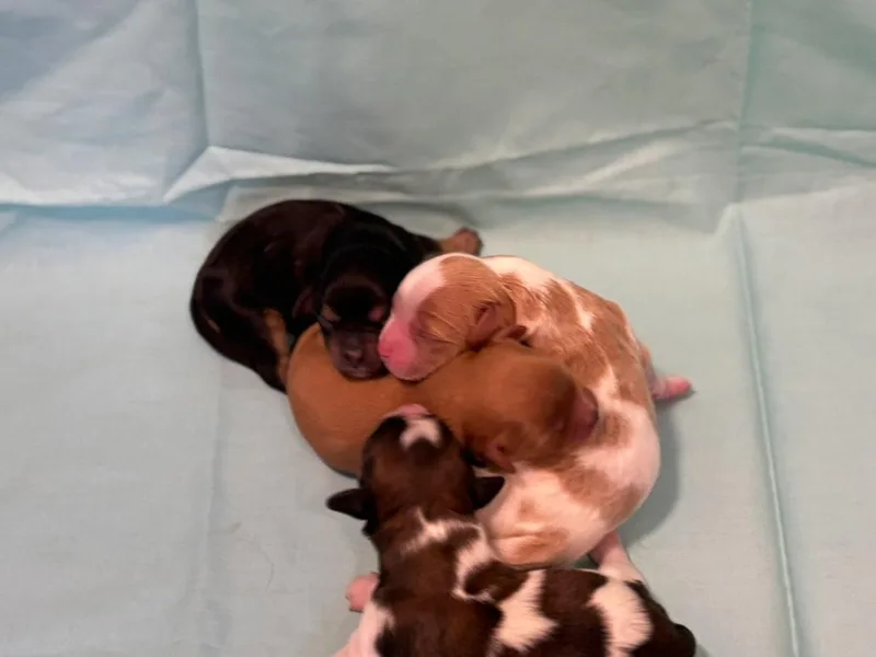 Cute, Colorado Cavachons