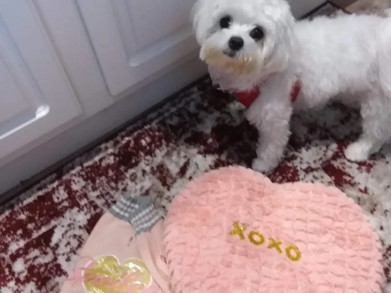 Cute Malti's photo 1