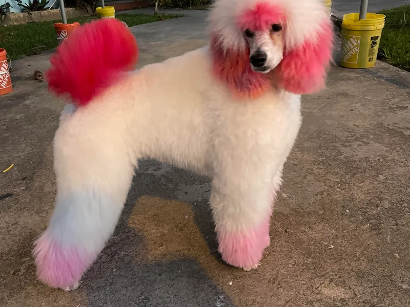 Cute paws poodles
