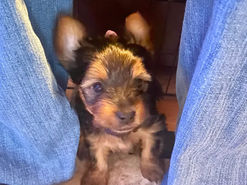 Cutest AKC Arizona Yorkies