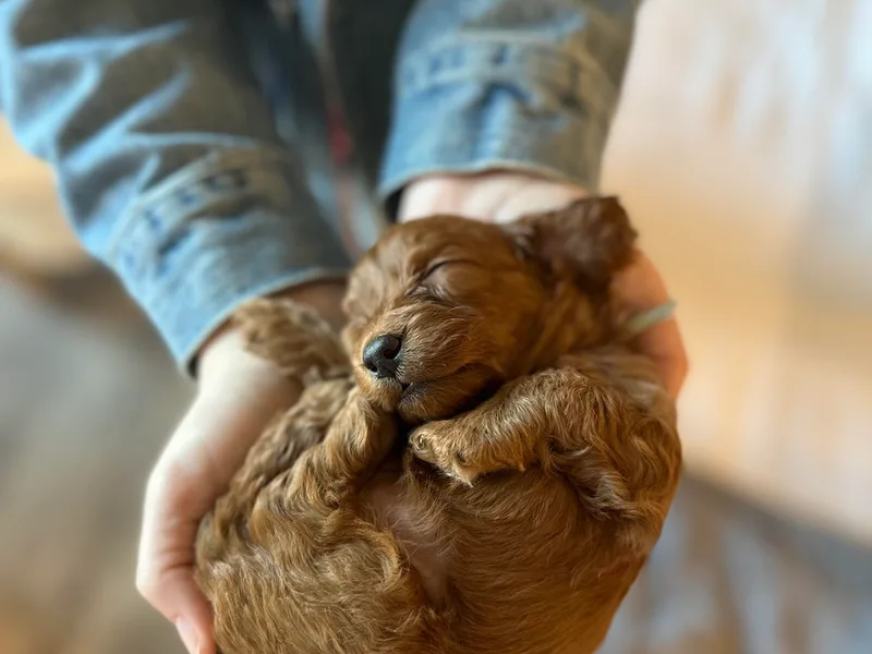 Cutie Cockapoos Breeding