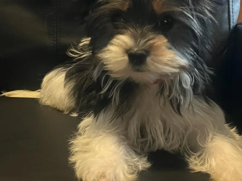 Cutie Patootie Paws