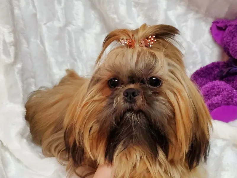 Cutie Pie Shih Tzus