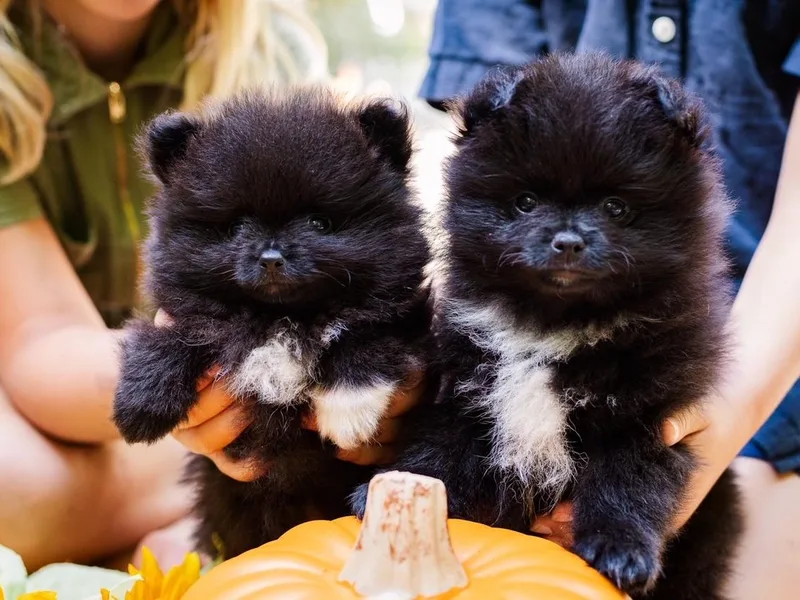 Cutie Poms