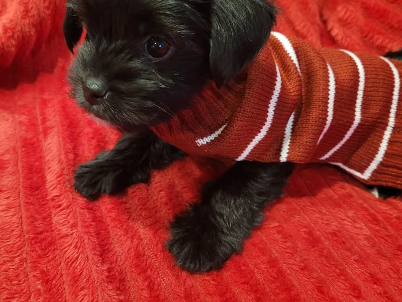 Cuties for Cuties..Yorkies