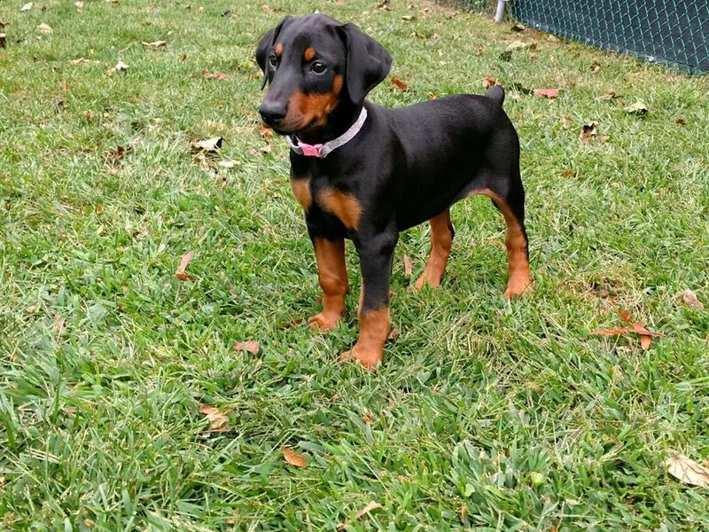 Cutnapath Dobermans