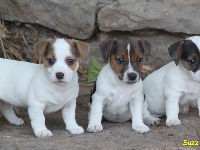 Cuttin Up Jack Russells