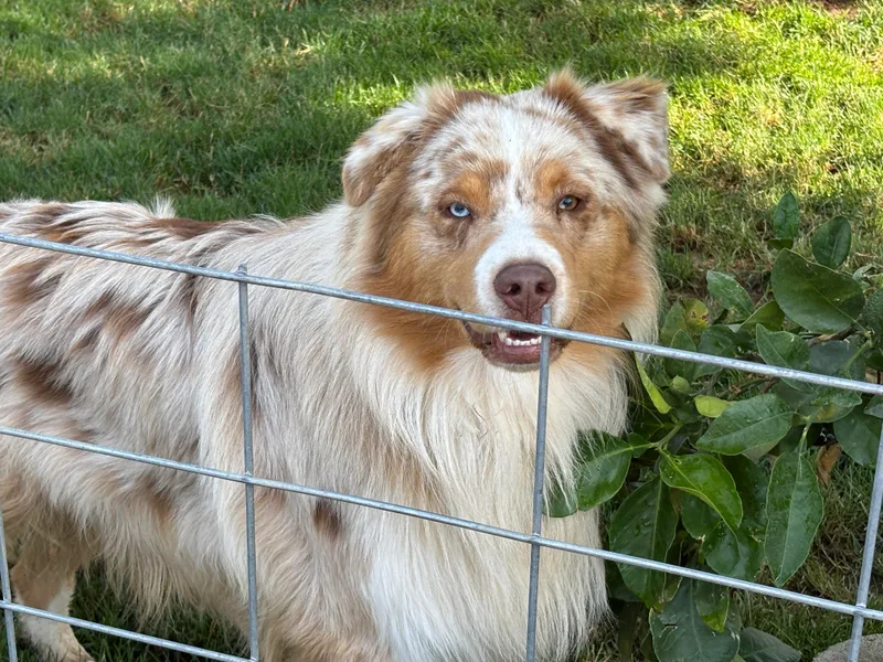 Cutting Up Ranch  Australian Shepherds