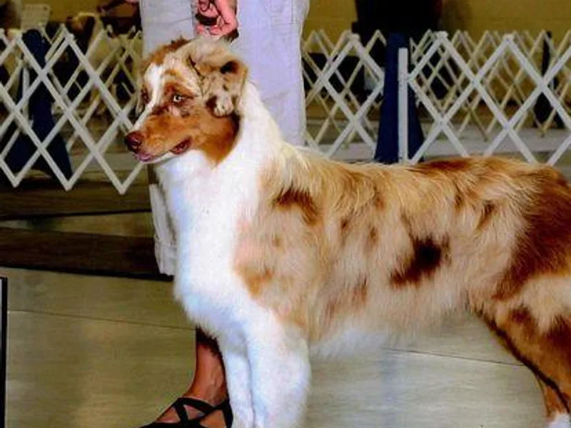 Cuttingacres Aussies