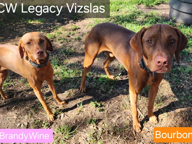 CW Legacy Vizslas