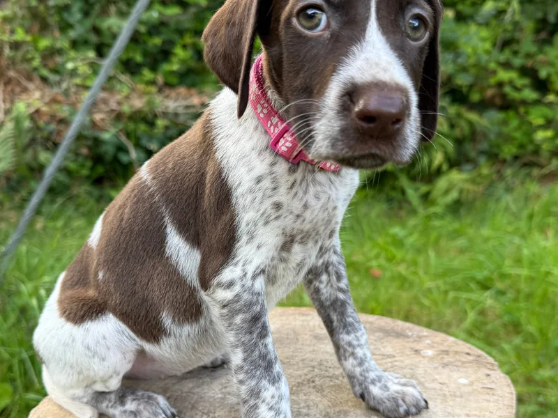 Cwmdarran Kennels photo 1