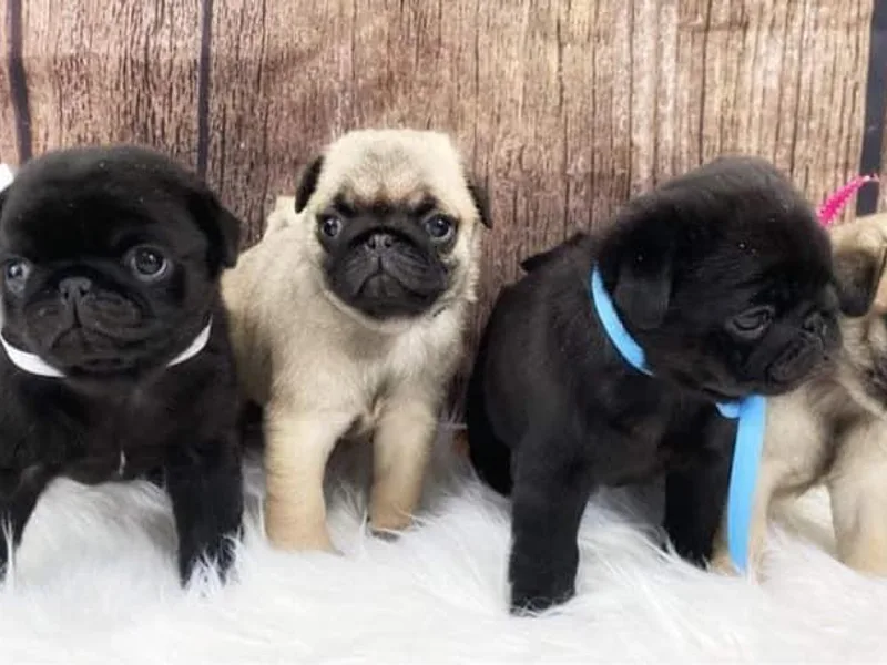 Cydney &amp; Co Pugs