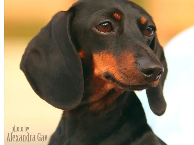 Cyn-D's Miniature Dachshunds