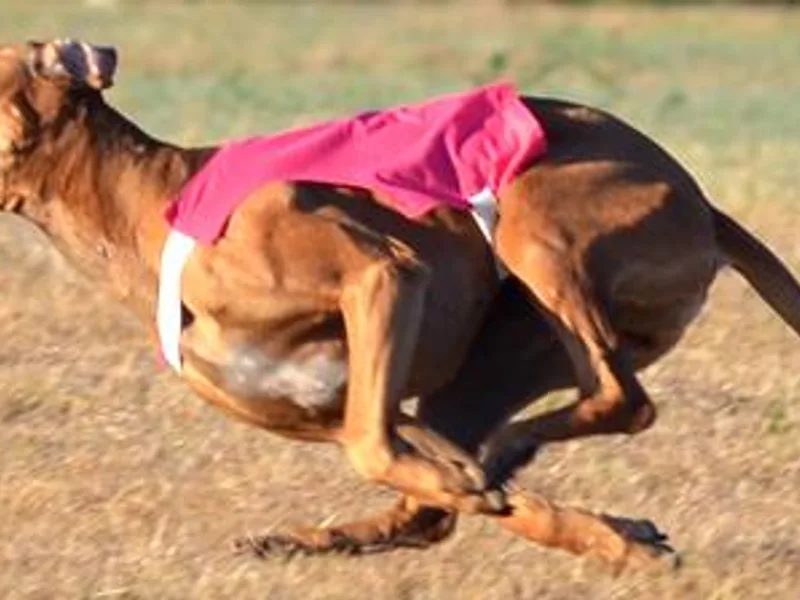 Cynara Rhodesian Ridgebacks
