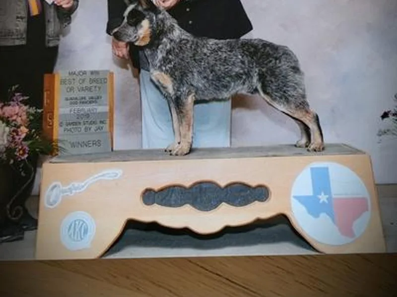 Cynlee Australian  Cattle Dogs