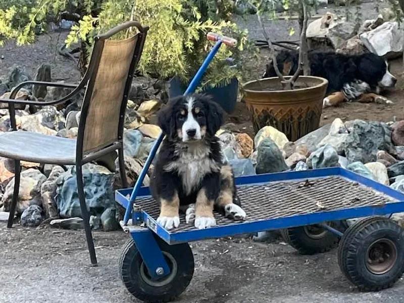 Cynthia's Bernese Mountain Dogs