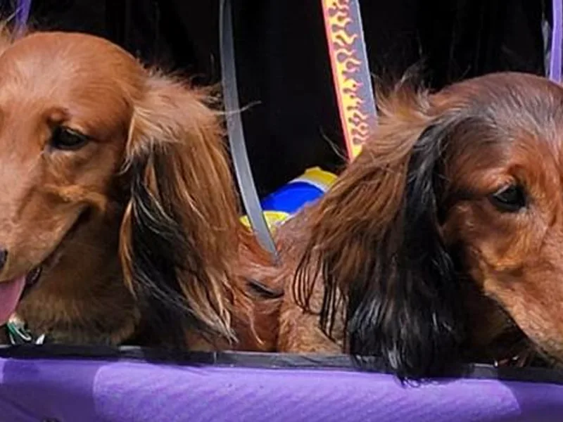 Cynthia's Dachshunds