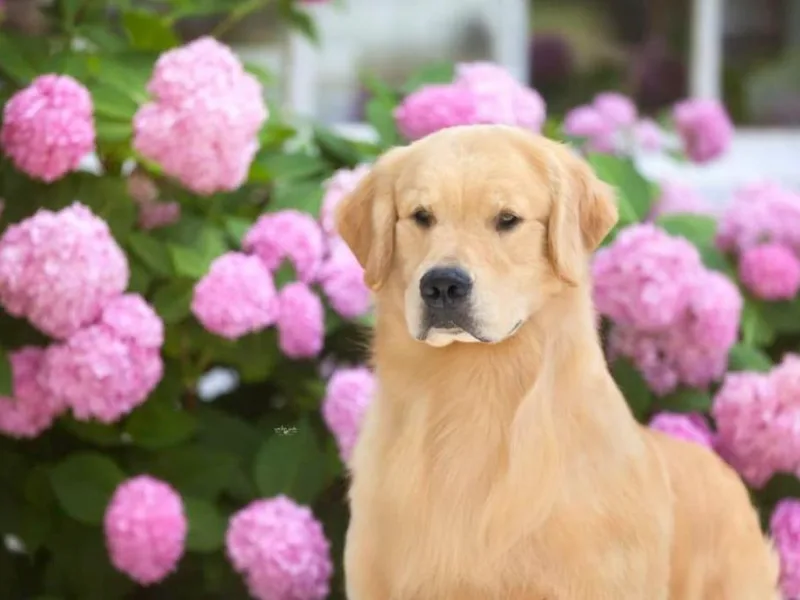Cynthia's Golden Retrievers