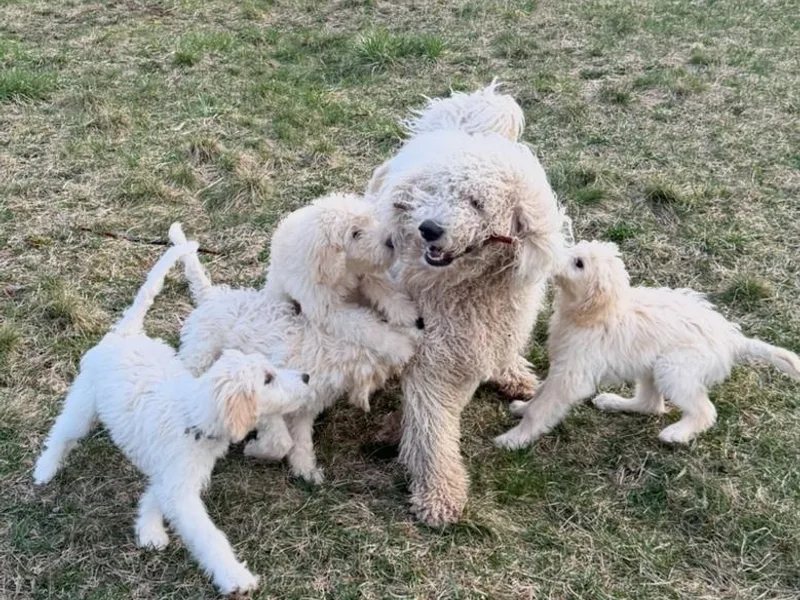 Cynthia’s Goldendoodles