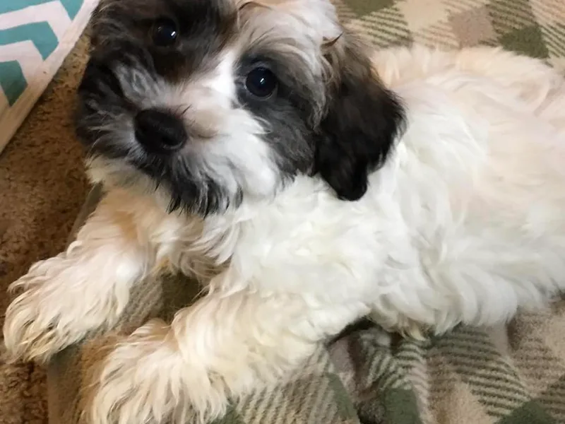 Cynthia's Havanese
