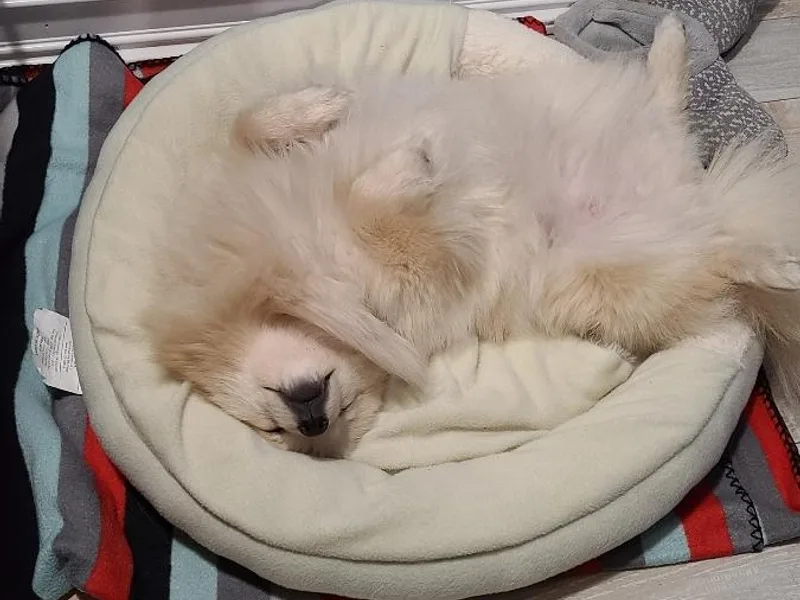 Cynthia's Pomeranians