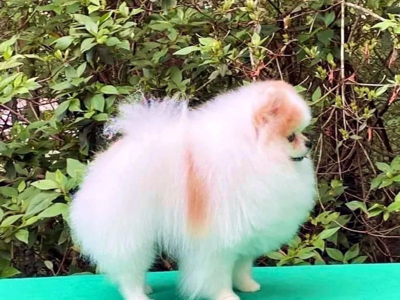 Cynthia's Poms