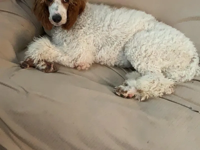 Cynthia Smith's Poodles