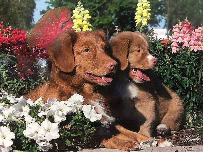 Cyon Duck Tollers