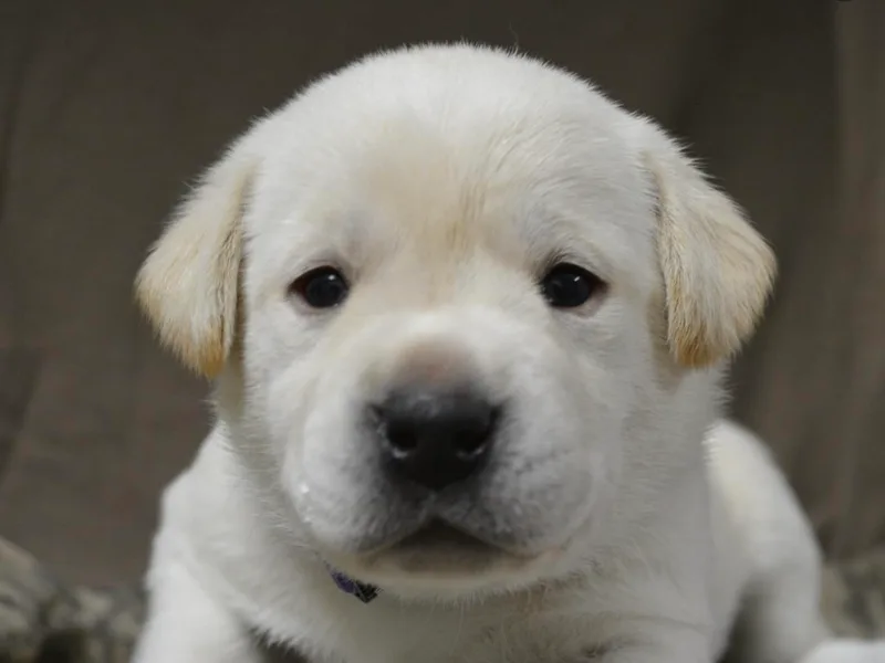 Cypress Brake Retrievers