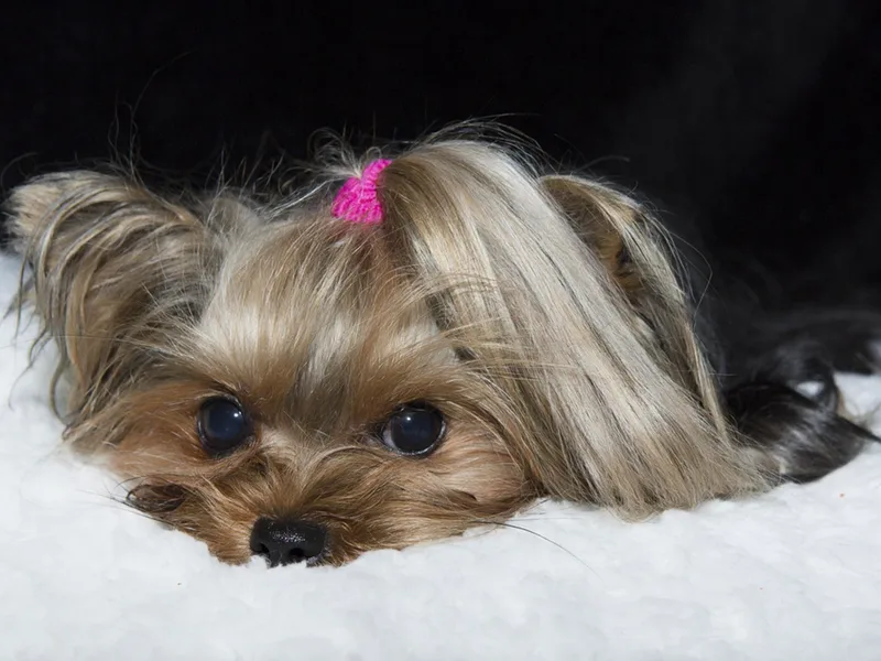 CYPRESS FALLs YORKIES