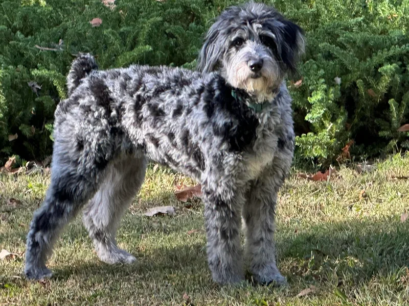 Cypress Forrest Doodles