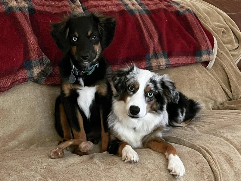 Cypress Grove Aussie