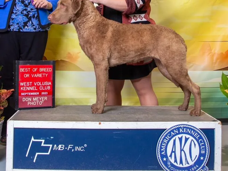 Cypress Pine Kennels