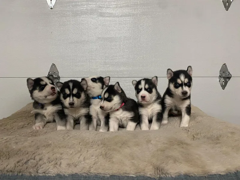 Cyprus Point Kennels LLC