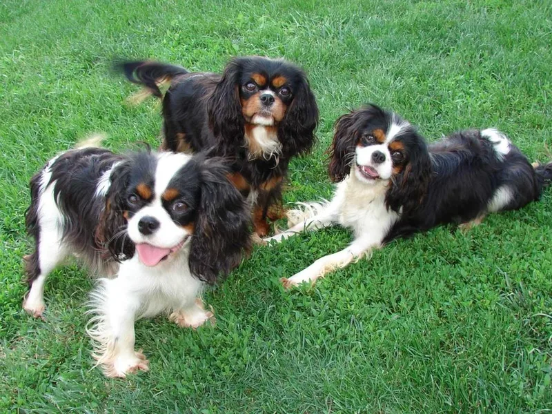 cywood's ohio cavaliers