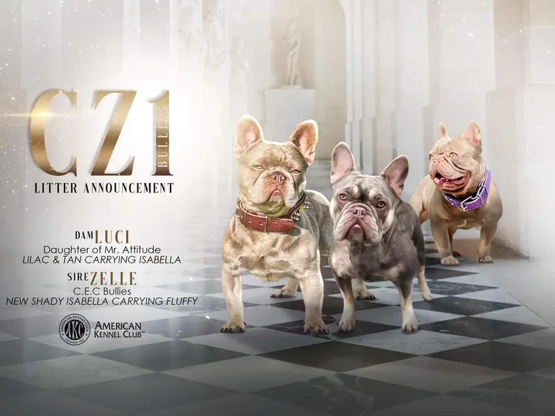 CZ1BULLIES