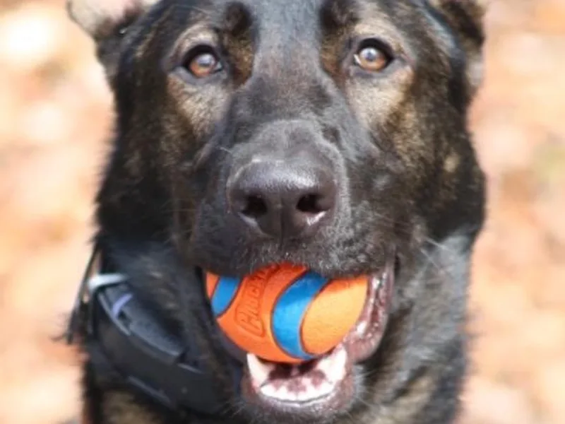 Czech Haven GSD Kennel