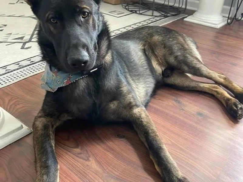 Czech out Doc’s Shepherds