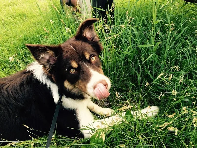 Czechmate Border Collies